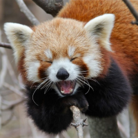 西山動物園レッサーパンダギャラリー