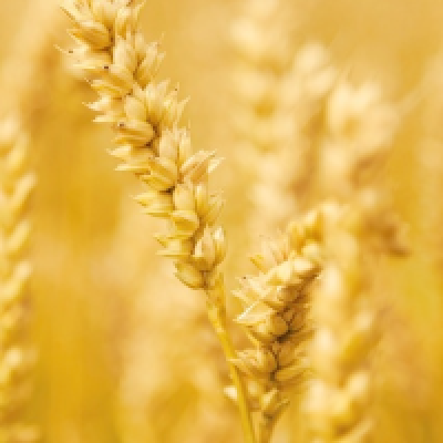  主要穀物の生産高描画